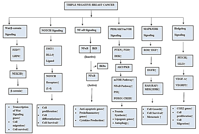 Different signaling pathways for survival, proliferation, and metastasis used by TNBC