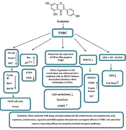 Different Molecular Targets of Genistein on TNBC. In vitro studies using the MDA-MB-231 cell line, a TNBC model, reveal that GEN downregulates key proteins (cyclin B1, Bcl-2, and Bcl-xL) involved in cancer progression, this effect is mediated via the NF-κB/Notch-1 pathway, resulting in G2/M cell cycle arrest and TNBC cell death. GEN inactivation of NF-κB is partly mediated by the Akt pathway. The upregulation of Bax and p21WAF1 seems to be the key molecular mechanisms behind GEN-induced apoptosis. Additionally, GEN shows strong binding to PTEN, an important player in the PI3K pathway in TNBC. Also, treatment with GEN has been shown to decrease miR-155 expression in TNBC cells. This reduction triggers an increase in miR-155's target genes, including FOXO3, PTEN, casein kinase, and p27, leading to an anti-proliferative and proapoptotic effect in these cells. GEN treatment lowers CD36 a key fatty acid receptor and activates p38 MAPK. Combining NP-siCD36 with GEN at lower doses effectively hinders MDA-MB 231 cell growth, triggering cell death via the CD36/phospho-p38 MAPK pathway. In ERα-negative MDA-MB-231 xenograft mice, GEN could reactivate ER expression, and this effect was synergistically increased when paired with the HDAC inhibitor trichostatin A (TSA). Lifelong GEN-rich diets in mice reduce BRCA1 gene methylation, increase BRCA1 expression, restore ERα expression in TNBC cells, and boost sensitivity to the antiestrogen 4-OHT. Lastly, Co-administering GEN with various drugs and phytochemicals shows synergistic effects on TNBC cells and other cancer types, emphasizing the potential of combination therapies.