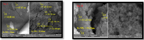 (a) SEM image of Fe NPs using chelating agents (EDTA), b. using Spinacia oleracea extract 