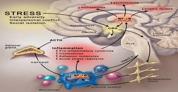 Brain-derived Neurotrophic Factor declines also Glial cell line-derived neurotrophic factor levels in serum are lower.