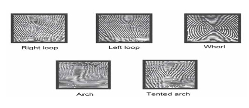 Dermatoglyphic Patterns i.e. loop and whorl.