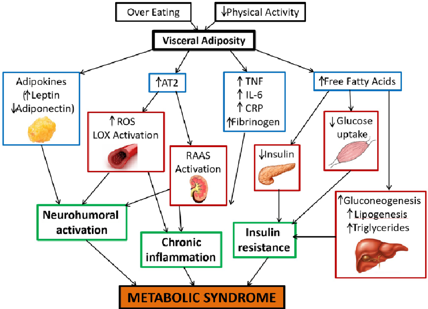 Pathophysiology of metabolic syndrome