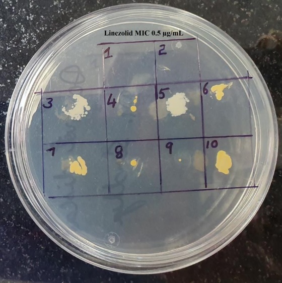 Testing of Linezolid MIC for Ten MRSA isolates at concentration of 0. 5µg/mL