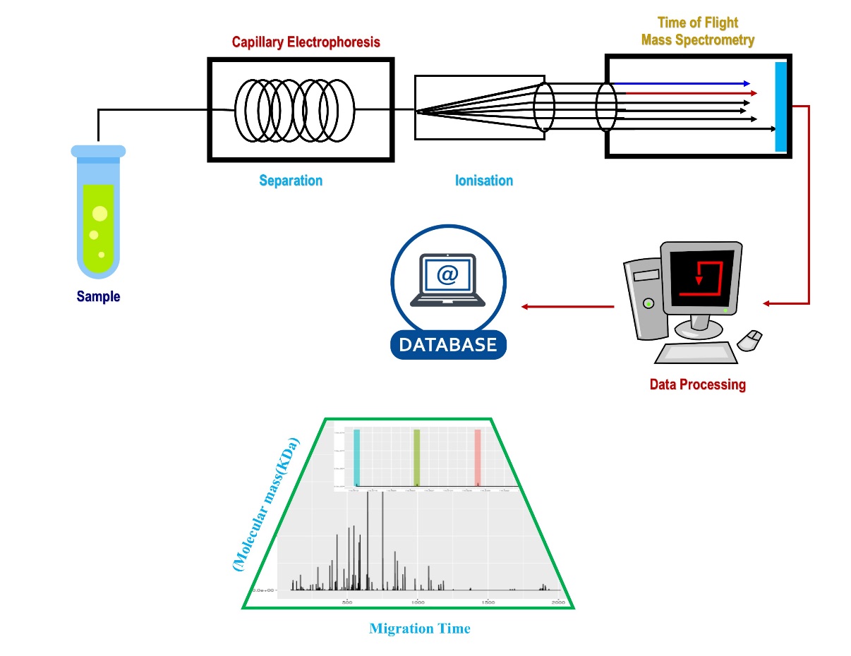 Instrumentation of CE with MS