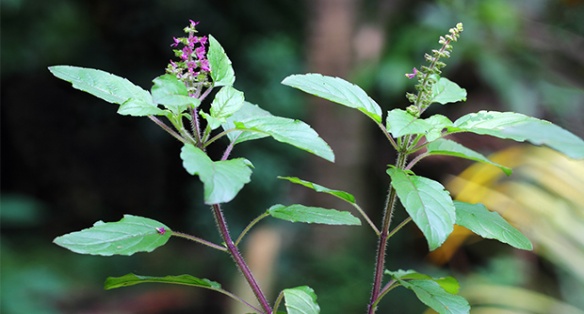 Ocimum sanctum (Tulsi)45