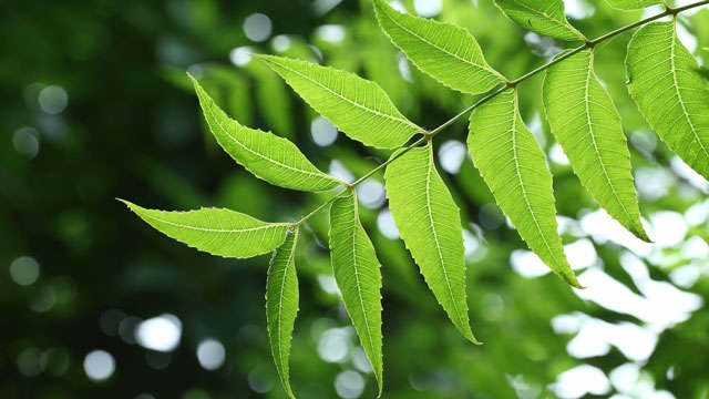 Azadirachta indica (Neem)45
