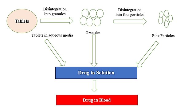 Mechanism of drug product absorption