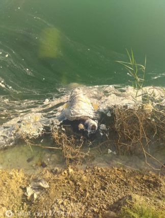 Showing dead body as found in water body.