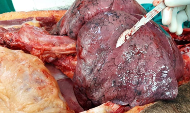 Showing voluminous lungs with rib markings.