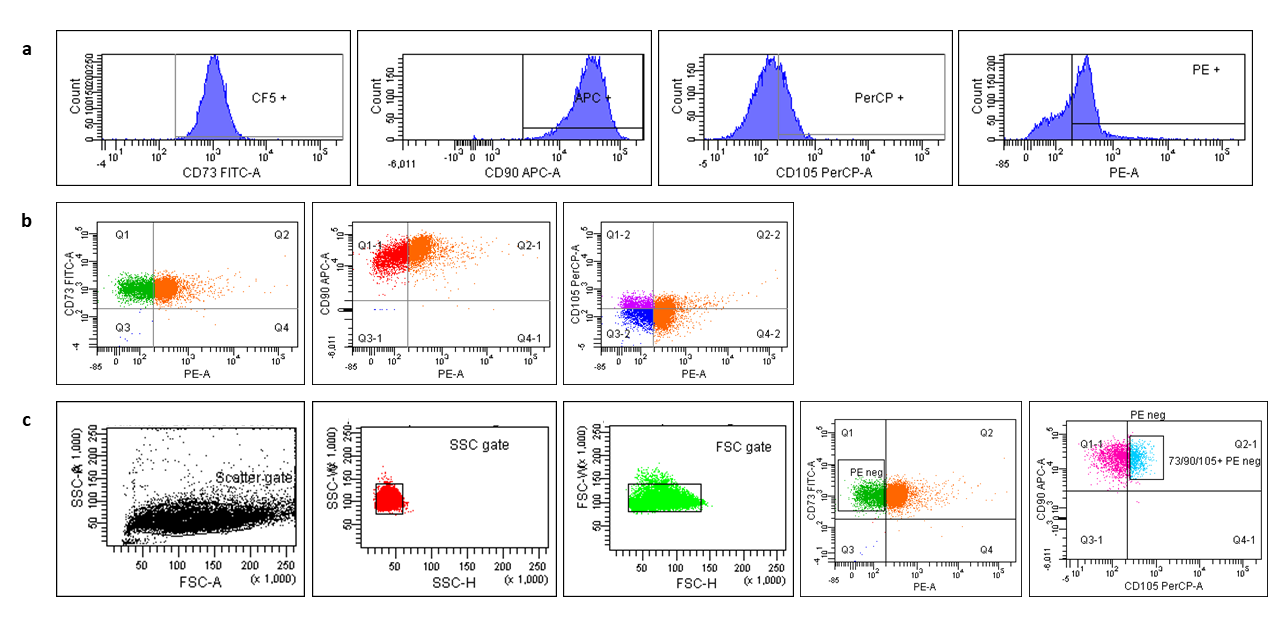 Representative immunophenotype of ACL-derived MSCs based on ISCT criteria. a)Isotype controls used for the FACS isolation. b) Control showing total cell population positive for specific CD markers. c) Sample showing CD 73, CD 90, CD 105 positive and hematopoietic markers (PE) negative cells which are supposed to be MSCs after series of gating (n=2).