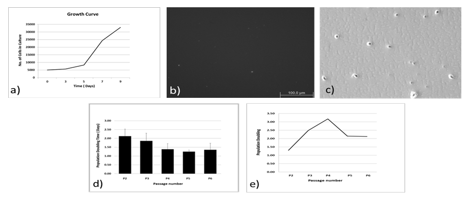 Population characteristics of ACL-derived P3-MSCs. a) Growth curve b) Over agar assay c) Colony forming assay d)Population doubling time and e) Population doubling. Results are shown as representative of triplicates.