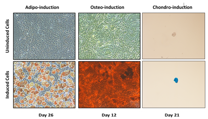Differentiation towards three lineages confirmed multipotency of isolated cells. Alizarin Red, Oil Red O and Alcian Blue staining images (Scale: 100µm) demonstrated osteo-, adipo- and chondro-induction at days 26, 12 and 21, respectively.