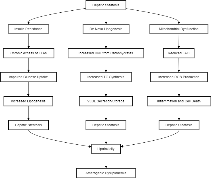 Mechanisms of hepatic steatosis