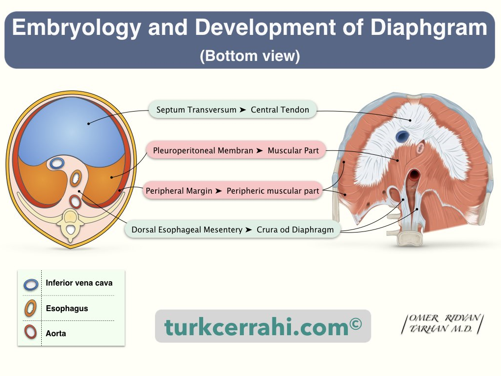Diaphragm development and potential communicating channels for Capnothorax.2  Reproduced with permission from turkcerrahi.com