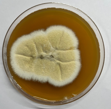 Front view of aspergillus nidulans colon on sabouraud dextrose
