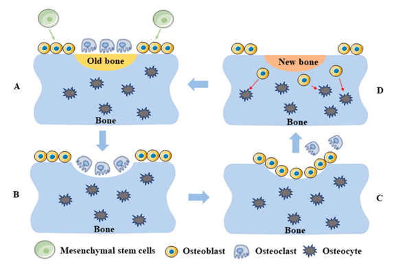 The process of bone remodelling under physiological settings.