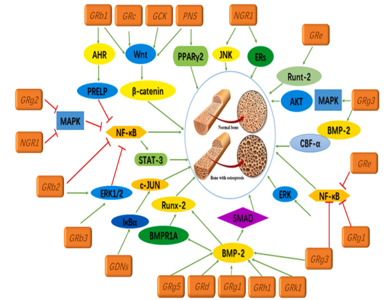 Different ginsenosides affect different parts of the anti-osteoporosis mechanism's signalling pathway.
