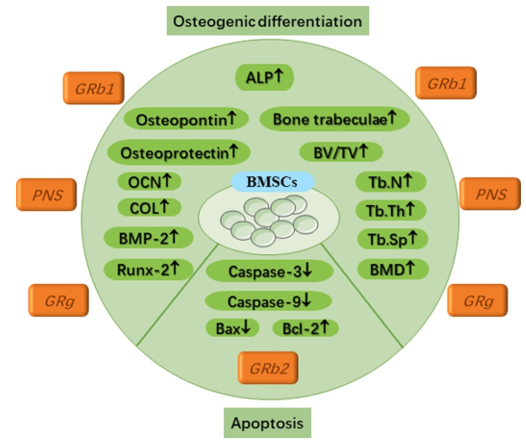 Certain ginsenosides activate BMSCs in a way that promotes bone development and inhibits cell death.