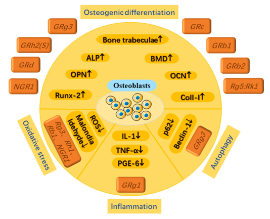 Different ginsenosides play specific roles in osteogenic differentiation, anti-oXidative stress, anti-inflammation and anti-autophagy through osteoblasts.