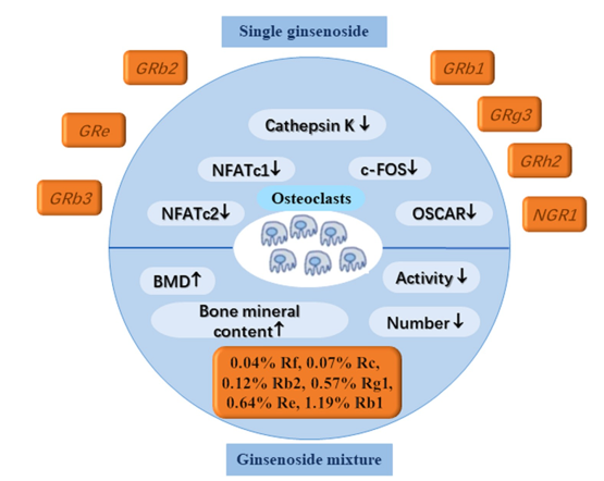 Single ginsenosides and different ginsenosides exert anti-osteoporosis mechanism through osteoclasts.