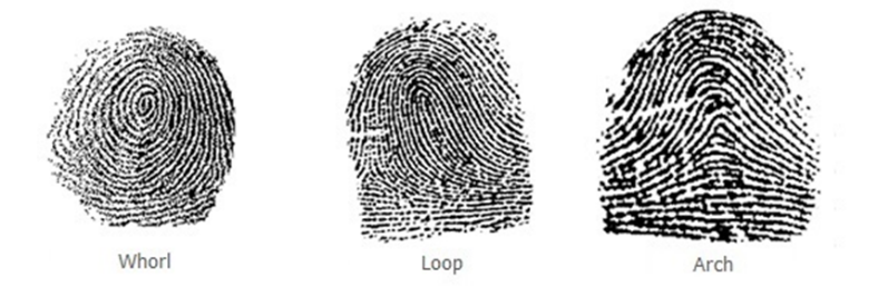 Different patterns of thumb prints – Whorl, Loop, (Figure 7) Arch