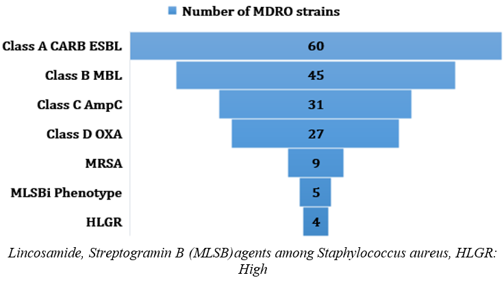 Number of MDRO strains isolated from BSIs from COVID-19 patients admitted in ICU. CARB: Carbapenemases, ESBL: Extended Spectrum β-lactamases, MBL: Metallo-β- lactamases, AmpC: AmpC beta-lactamases are clinically important cephalosporinases and mediate resistance to cephalothin, cefazolin, cefoxitin, most penicillins, and beta-lactamase inhibitor-beta-lactam combinations. OXA: Oxacillinases, OXA-type beta-lactamases confer resistance to ampicillin and cephalothin, MRSA: Methicillin resistance Staphylococcus aureus, MLSBi Phenotype: Resistance to macrolide, level gentamicin resistance (HLGR)