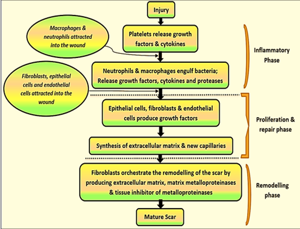 Physiology of Wound Healing
