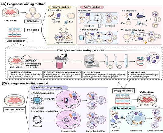 Delivery of drugs laden with EV. An illustration of the exogenous loading. By using this method, EVs are separated out and biologic medicine is produced (1–4). Biologic medicine is contained within EVs. By using this procedure, tiny synthetic medicines are loaded. An exogenous drug loading that is either passive or active. The process of incubating the drug with EVs is an example of passive loading. Active loading methods include extrusion, sonication, electroporation, and freeze-thaw cycles. The endogenous loading graph is shown here. The practice of incubation and genetic engineering is widespread. Transfection, either continuous or transient, can be used to affect the genetic makeup of parental cells. By combining the synthesis of biologic drugs with the loading of EVs, genetic engineering can improve efficiency. Following the establishment of the cell line, more optimization can be performed to integrate the synthesis and separation of EV with the formulation and purification of biological medications. This ensures that essential vesicles are produced under specific conditions and that they are kept apart from biologic medicines. Through the process of generating and adding biological medicines (1-4) to cell culture, incubation develops various phases, similar as when exogenous procedures are conducted. EV protein medication loading has seen recent advancements, as shown in this figure from BioRender.