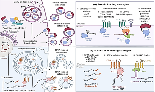 Endogenousextracellular vesicles, therapeutic cargo loading can be accomplished. Parentalcells are genetically modified to encode the therapeutic payload as well as amolecular sorting module (MSM) in order to improve the loading of the cargo. Biogenesis is the process via which therapeutic cargo becomes EVs. The loading of cargo into ectosomes or exosomes is determined by biogenesis. Through theprocess of plasma membrane evagination into extracellular space, ectosomes are formed. After invagination of the plasma membrane by endosomes, exosomes areformed. The early endosomes develop into the later endosomes. There is adevelopment of the endosomal membrane folds as well as intraluminal vesicles. There are ILVs present in multi vesicular body lumens. During the process ofreleasing ILV exosomes, MVBs combine with plasma membranes. The EV proteinloading approach is the first option. Encapsulation of EV nucleic acid issecond. Exosomal microRNA, also known as EXO-miRNA; NEDD4 family interacting protein 1, also known as NDFIP1; RNA-binding protein, also known as RBP;ubiquitin, also known as Ub; and vesicular stomatitis virus, also known asVSG-G. This figure was generated using BioRender.