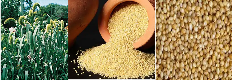Priyanu-foxtail millet