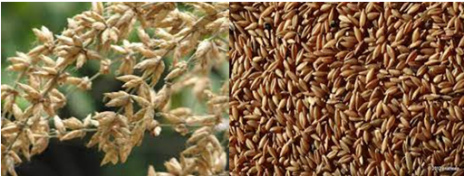 Jurn Yavnal-sorghum