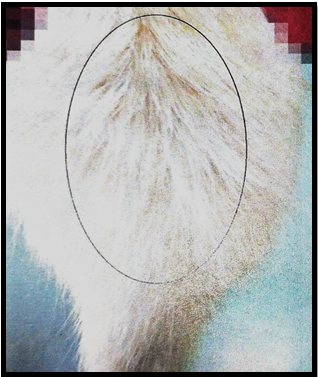 Photograph of animal showing natural hair.