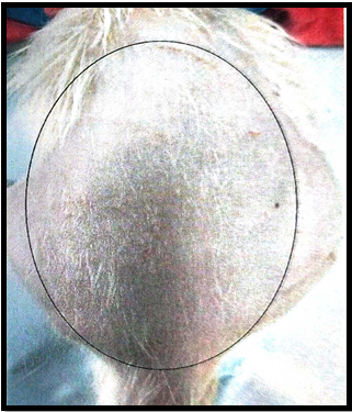 Photograph of animal showing alopecia after treating with Testosterone.