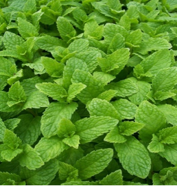 Spearmint tea