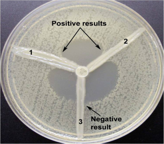 Modified Hodge test
