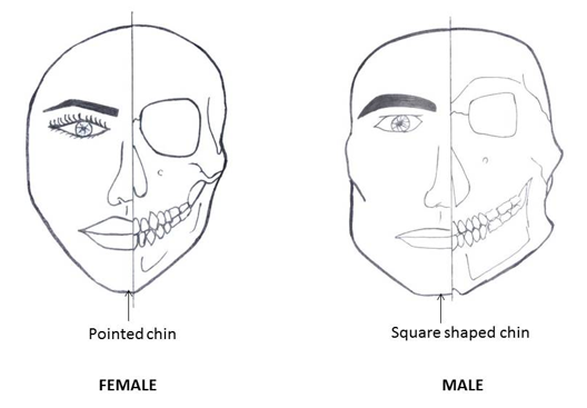 The differences between male and female front faces. Male faces are square and angulated with sharp lines and a strong jaw, while female faces are curved, round, oval and heart-shaped with smooth lines and overall are smaller.