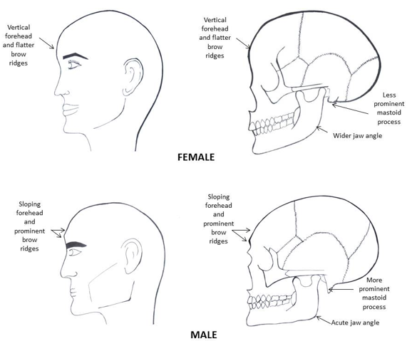 The differences between male and female faces from lateral view. Male faces are square and angulated with sharp lines and a strong jaw, while female faces are curved, round, oval and heart-shaped with smooth lines and overall are smaller.