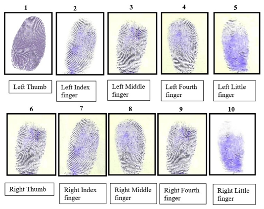 All the fingers were numbered from 1 to 5 (left thumb to little finger) and from 6 to 10 (right thumb to little finger) to avoid fingerprint duplication.