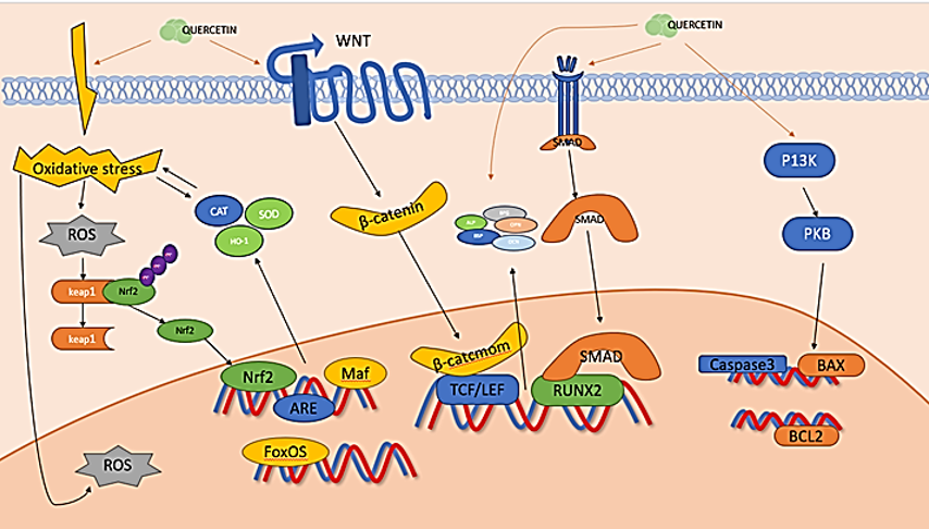 Effects and molecular mechanisms of quercetin induction on osteoblasts