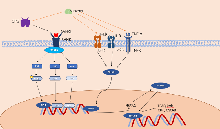Effects and molecular mechanisms of quercetin induction on osteoclasts.