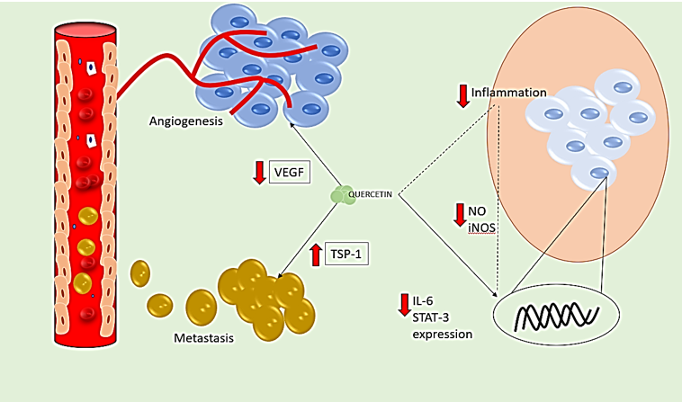 Quercetin’s anti-cancer mechanism