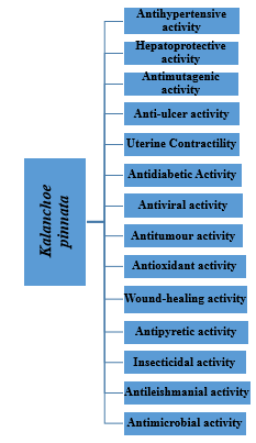 Pharmacological activities of kalanchoe pinnata