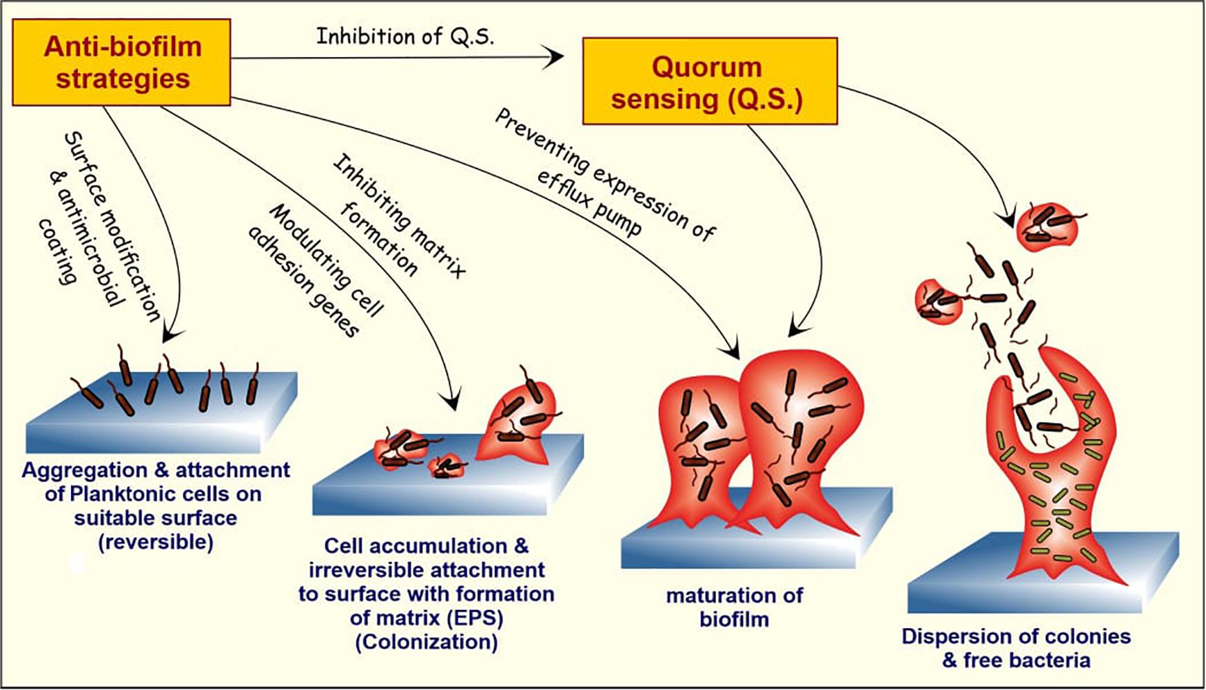 Natural products work to degrade the biofilm matrix 