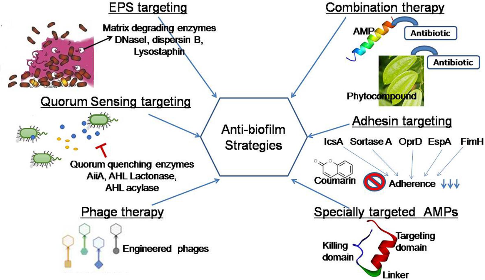 Extracellular Polymeric Substance (EPS)–Targeting Strategies
