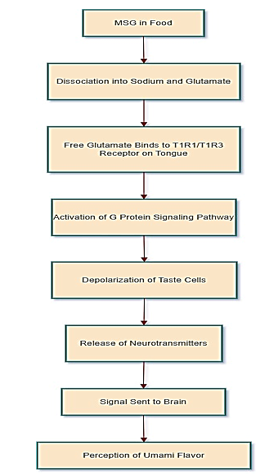 Mechanism of MSG inflavor perception