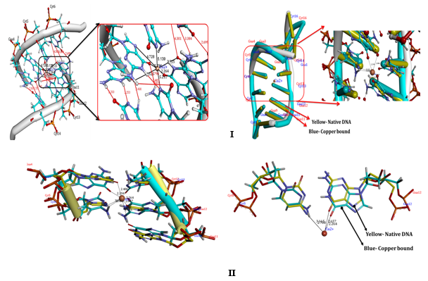 Docking interactions of Copper, with Poly (GC). Docking interactions of Copper, with poly Poly (GC) (PDB ID:2ANA) showing coordination of copper across N7,06 of Guanine and N3 of Cytosine nucleotide bases. B) The nucleotide bases showing the orientation of nucleotide base pairs/significant rotations across the base pairs and Unbound Copper forms of DNA helices (Blue) indicating the shift in the position upon binding of the Cu representing the changes in the altered B-DNA conformations.