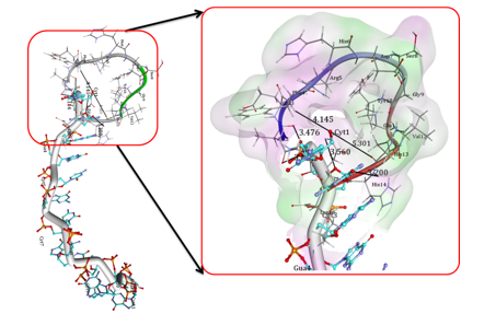 Docking interaction of Amyloid 1-16 peptide with d(CGCGCGCGCGCG)2 dodecameric duplex Docking interaction of Amyloid 1-16 peptide with crystal structure of the d(CGCGCGCGCGCG)2 dodecameric duplex ((PDB ID 4OCB), showing the strong interaction with guanine and Cytosine nucleotide bases DNA 