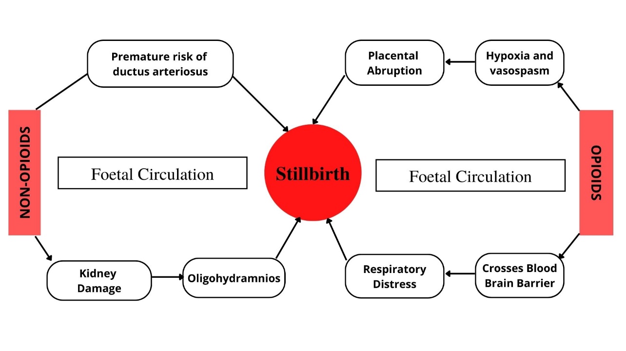 Mechanism involved in analgesic-induced stillbirth