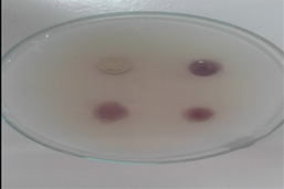 Antibacterial activity of Lanata camara extract