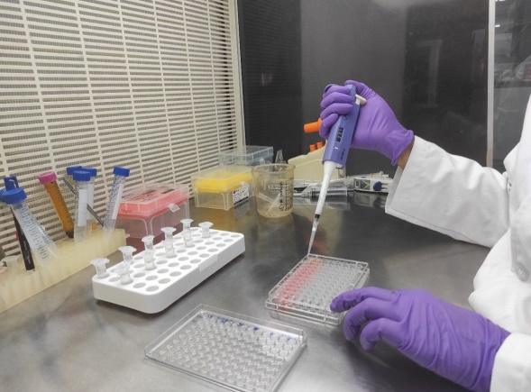 Cells incubated in 96 well microtiter plate